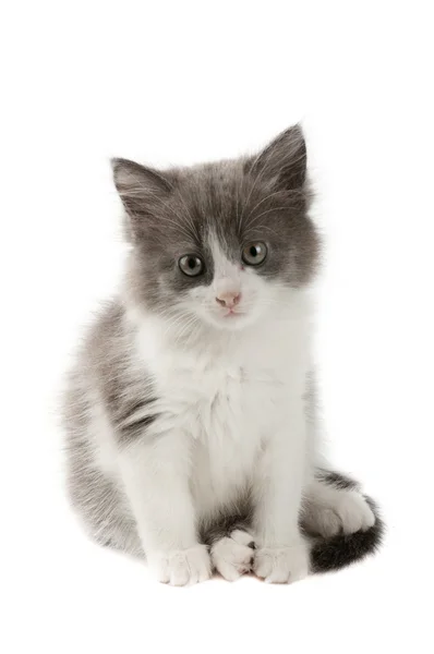 Γκρι και άσπρο γατάκι — Φωτογραφία Αρχείου