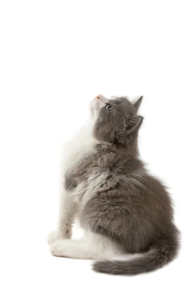 Cementy šedé a bílé kotě — Stock fotografie