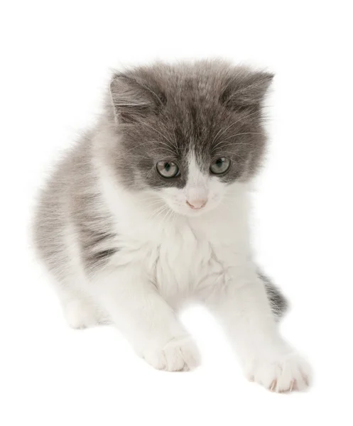 Gatinho cinzento e branco — Fotografia de Stock