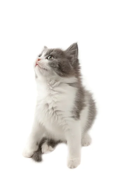 Grå och vit kattunge — Stockfoto