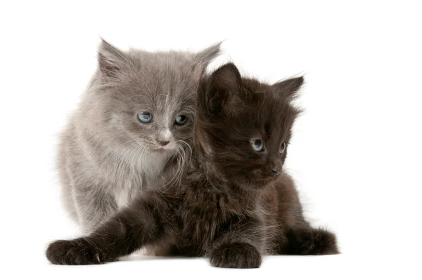 Twee pluizige kittens — Stockfoto