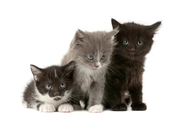 Boom pluizig kittens — Stockfoto