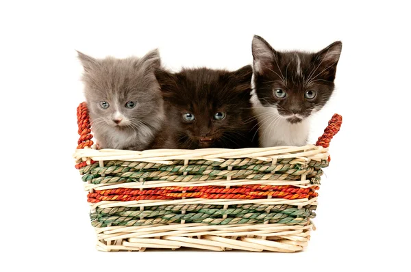Tree fluffy kittens — Stock Photo, Image