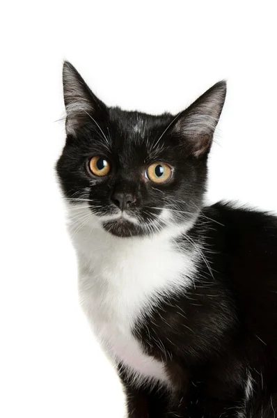 Czarny i biały kociak — Zdjęcie stockowe