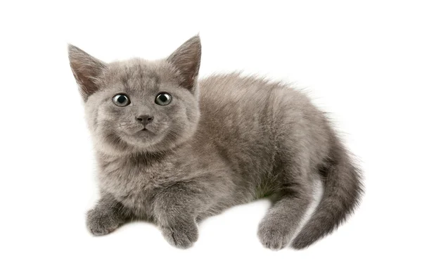 Grey kitten Stock Picture