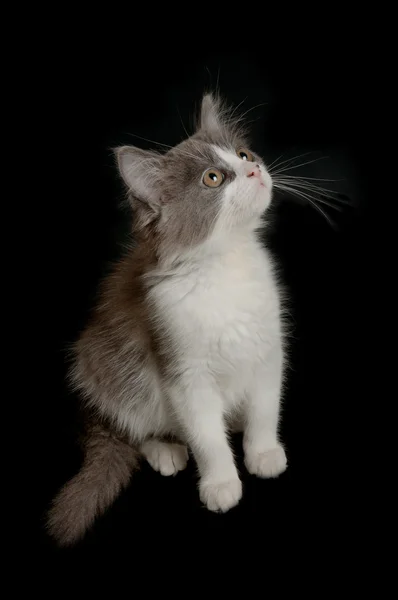 Gri ve beyaz yavru kedi — Stok fotoğraf