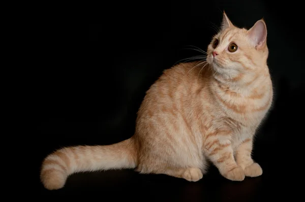 Шотландський чистокровних кішка — стокове фото