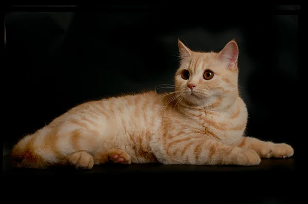 Skotský čistokrevná kočka — Stock fotografie