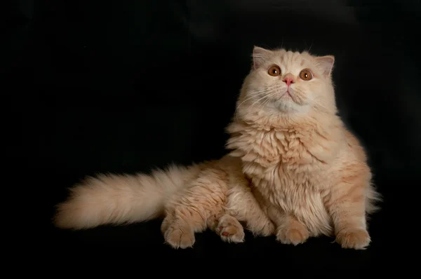 İskoç yayla kedi — Stok fotoğraf