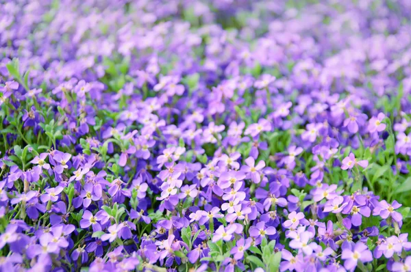 Ibolya virágok — Stock Fotó
