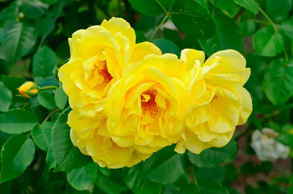 Gelbe Rose — Stockfoto