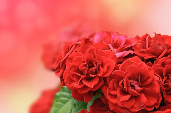 Tarjeta de rosas rojas — Foto de Stock