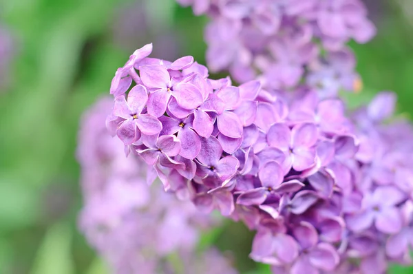 Branch of lilac flowers — Stock Photo, Image