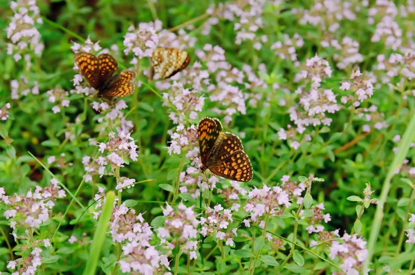 Thymus with butterfly — Stock Photo, Image