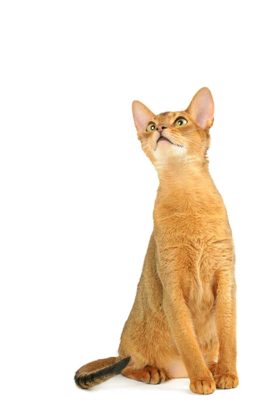 Abessinische Katze — Stockfoto