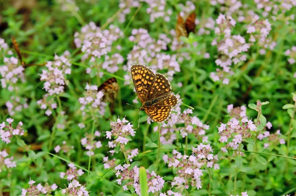 Thymus with butterfly — Stock Photo, Image