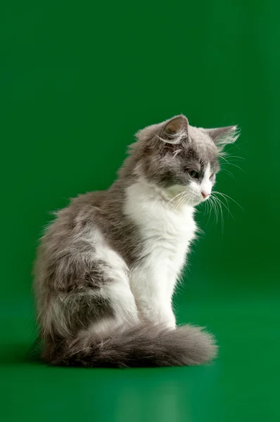 Gatito gris y blanco —  Fotos de Stock