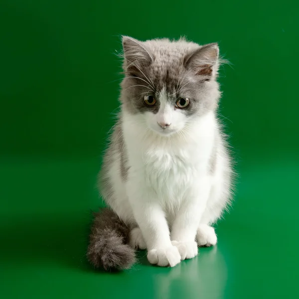 Grijze en witte kitten — Stockfoto