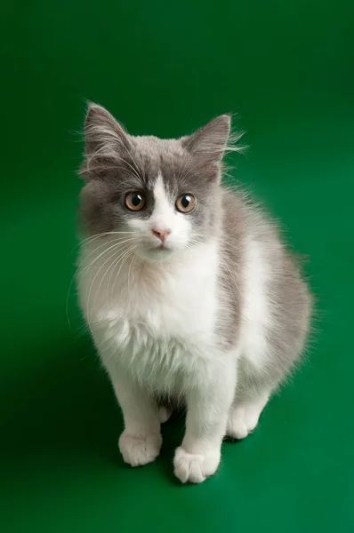 Gatito gris y blanco —  Fotos de Stock