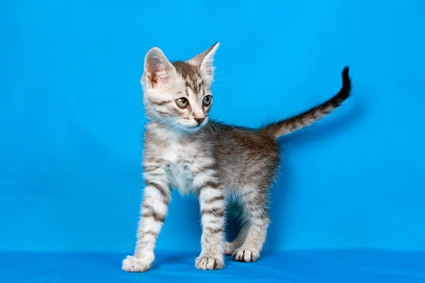 Piccolo gattino su sfondo blu — Foto Stock