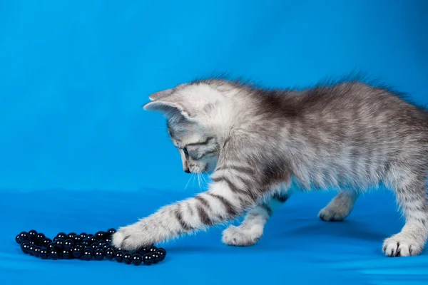 Bir boncuk ile küçük yavru kedi — Stok fotoğraf