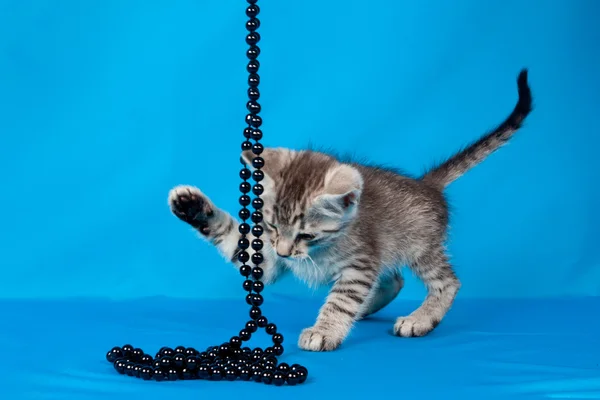 有的珠子的小小猫 — 图库照片