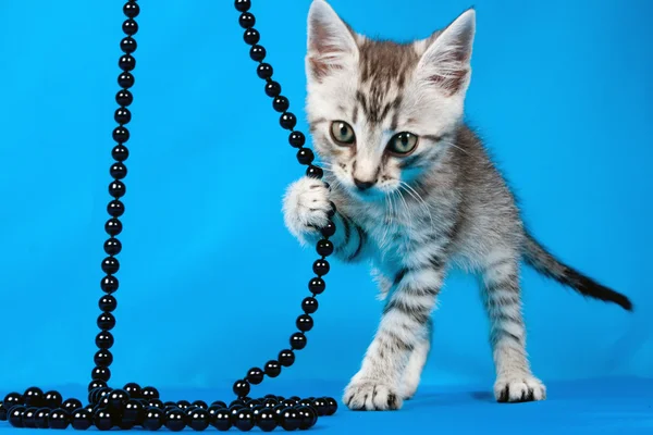 有的珠子的小小猫 — 图库照片