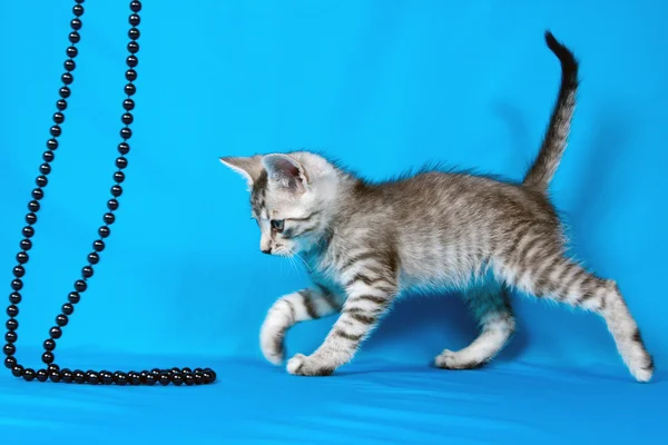 Μικρό γατάκι με ένα χάντρες — Φωτογραφία Αρχείου