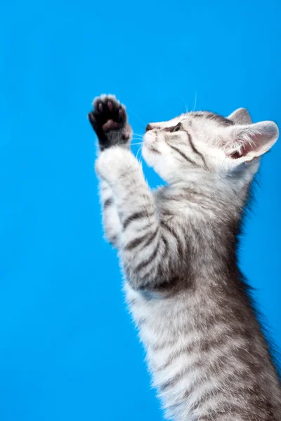 Kis cica egy gyöngyökkel — Stock Fotó