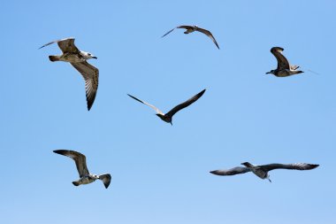 Flying seagull in the blue sky clipart