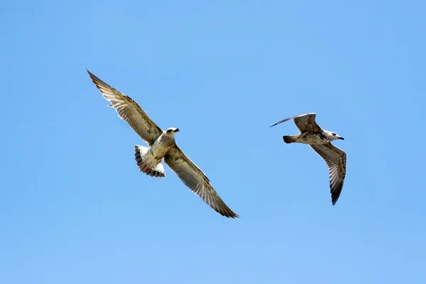 stock image Flying seagull in the blue sky