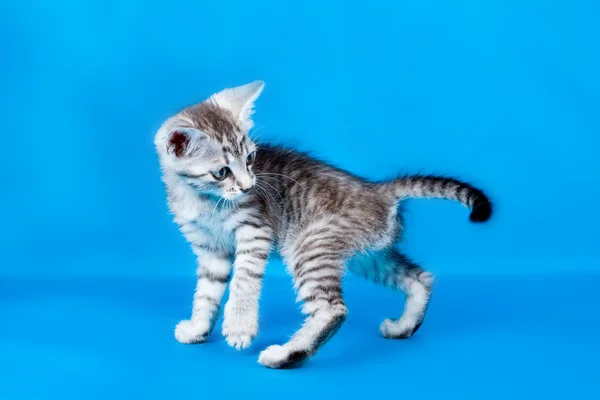 Gatito juguetón —  Fotos de Stock