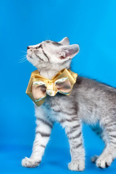 Kotě s lukem — Stock fotografie