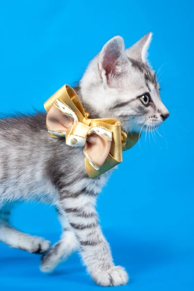 弓で子猫 — ストック写真