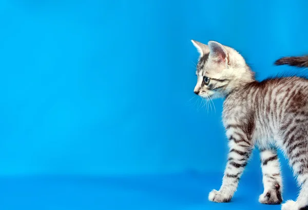 Γκρι γατάκι — Φωτογραφία Αρχείου