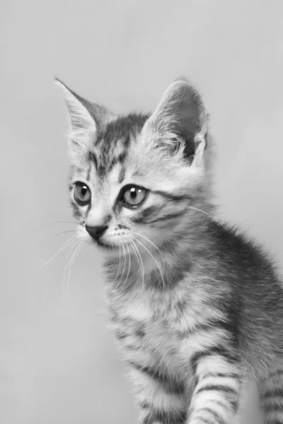 Grijze kitten — Stockfoto