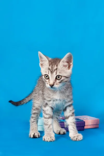 Kätzchen über Geschenke und Schachteln — Stockfoto