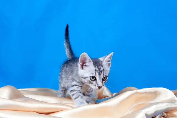 Ipek kumaş üzerinde yavru kedi — Stok fotoğraf