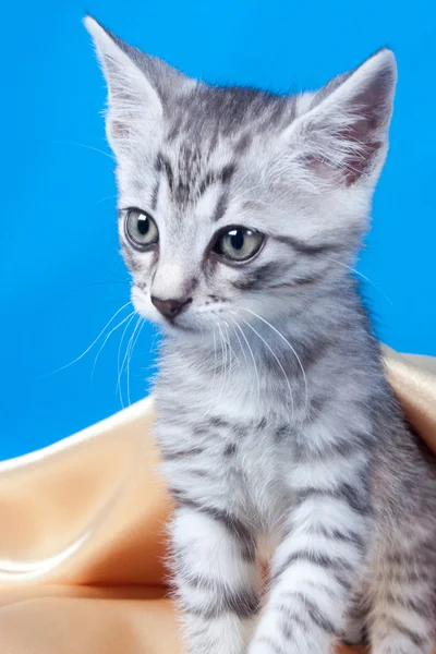 Kotě na hedvábné tkaniny — Stock fotografie
