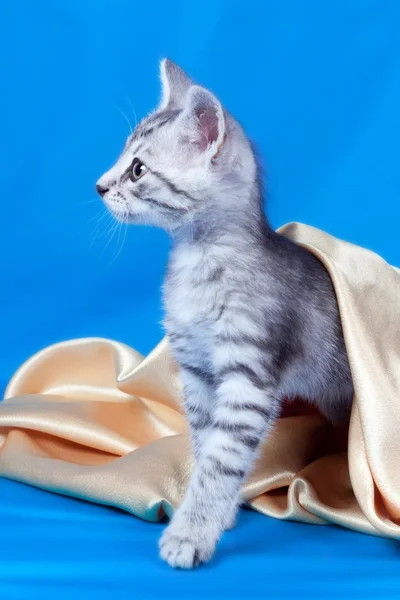 Kotě na hedvábné tkaniny — Stock fotografie