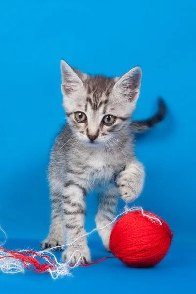 Kitten and threads for knitting — Stock Photo, Image