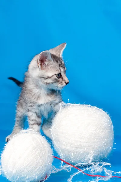 Kitten and threads for knitting — Stock Photo, Image