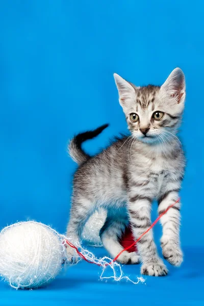 Kotek i wątki na drutach — Zdjęcie stockowe