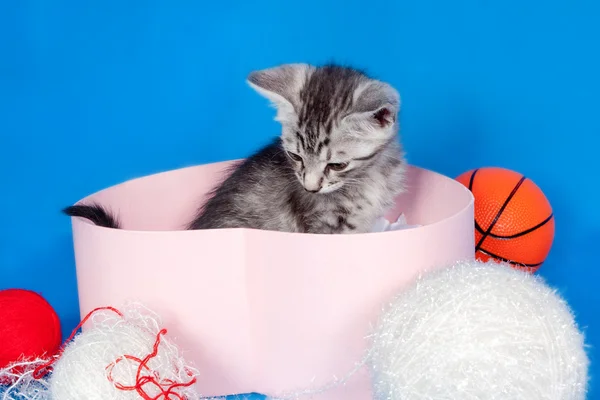 子猫と編むことのためのスレッド — ストック写真