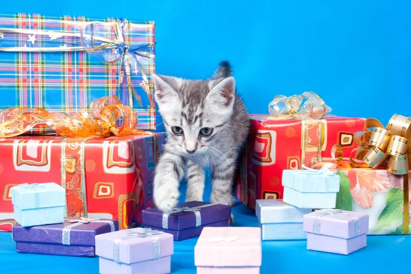 Kitten about gifts and boxes — Stock Photo, Image