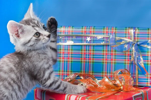 Gatito sobre regalos y cajas —  Fotos de Stock
