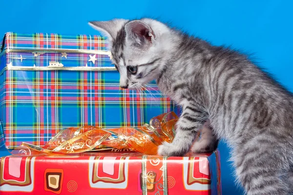 Kitten about gifts and boxes — Stock Photo, Image
