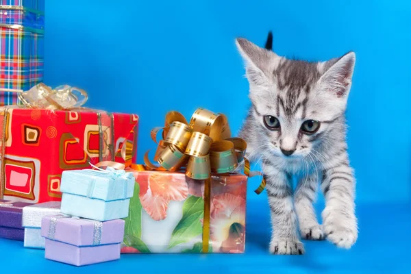 Kotě o dárky a boxy — Stock fotografie