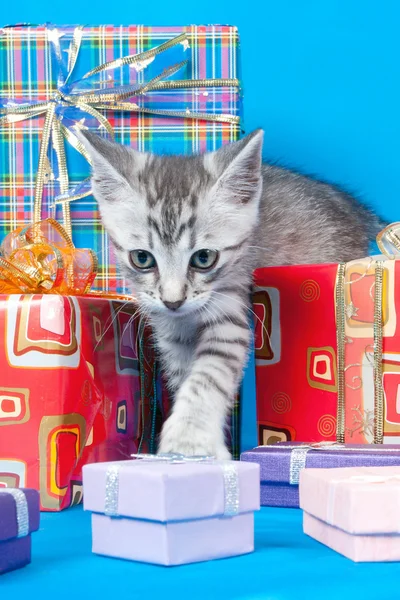 Kotek o prezenty i pola — Zdjęcie stockowe