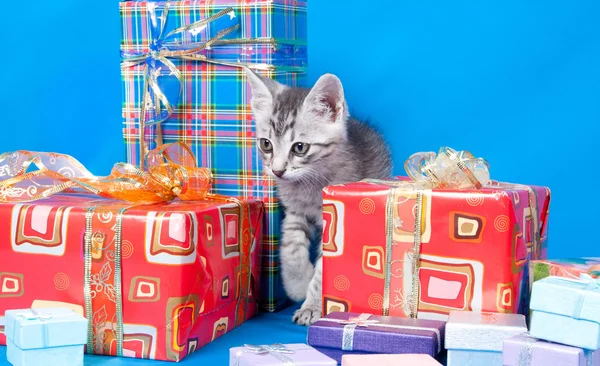 有关礼品和框的小猫 — 图库照片